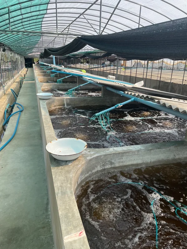 แถวบ่อเพาะในโรงเรือนคลุมตาข่ายพรางแสง